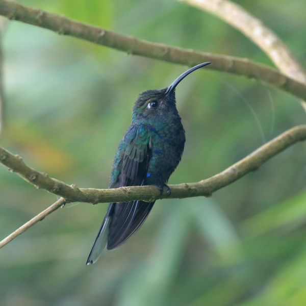 Violet Sabrewing